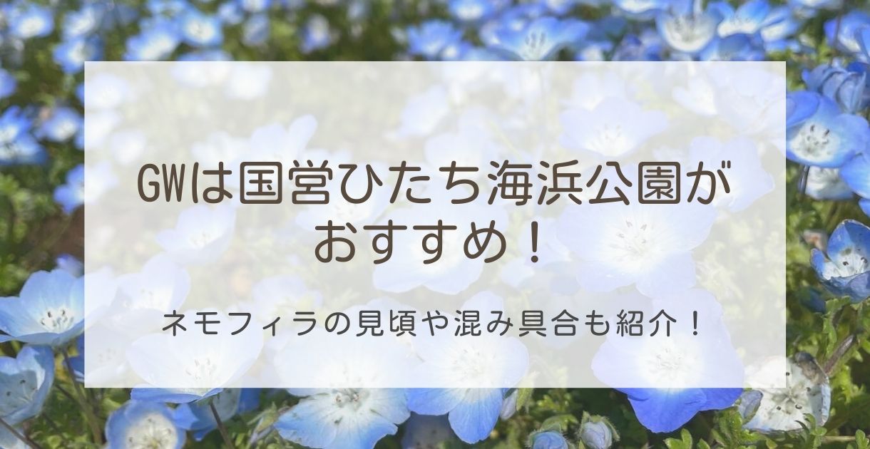 Gwは国営ひたち海浜公園がおすすめ ネモフィラの見頃はいつ アラサー子なし主婦 ゆぴの雑記帳